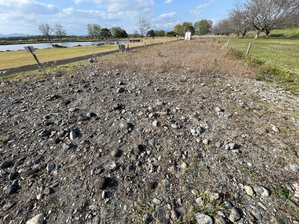 オオフタバムグラの除去が進む