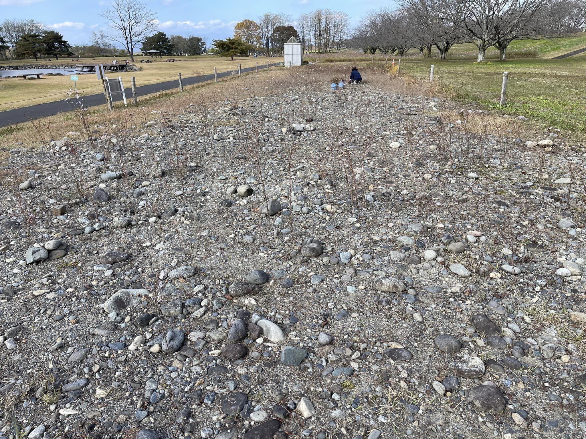 オオフタバムグラの除去もあと少し