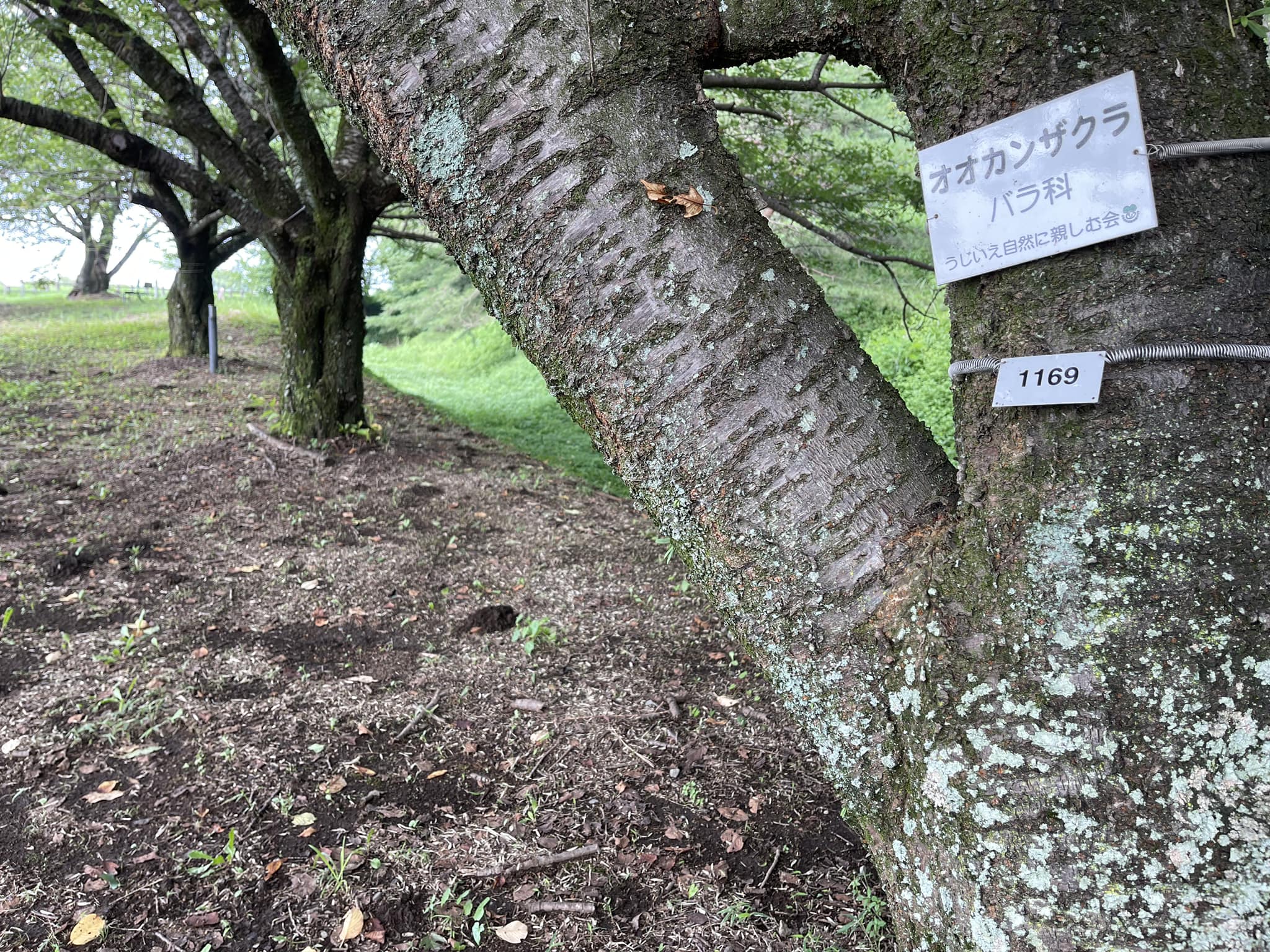 クビアカツヤカミキリの巡回監視