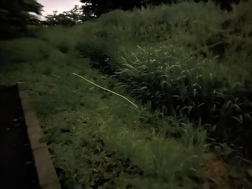 ゲンジボタルの光跡