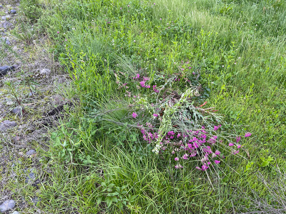 ムシトリナデシコの駆除作業