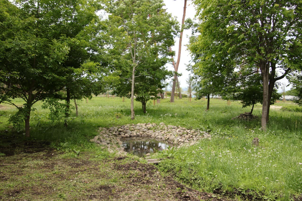 勝山公園ビオトープの状況