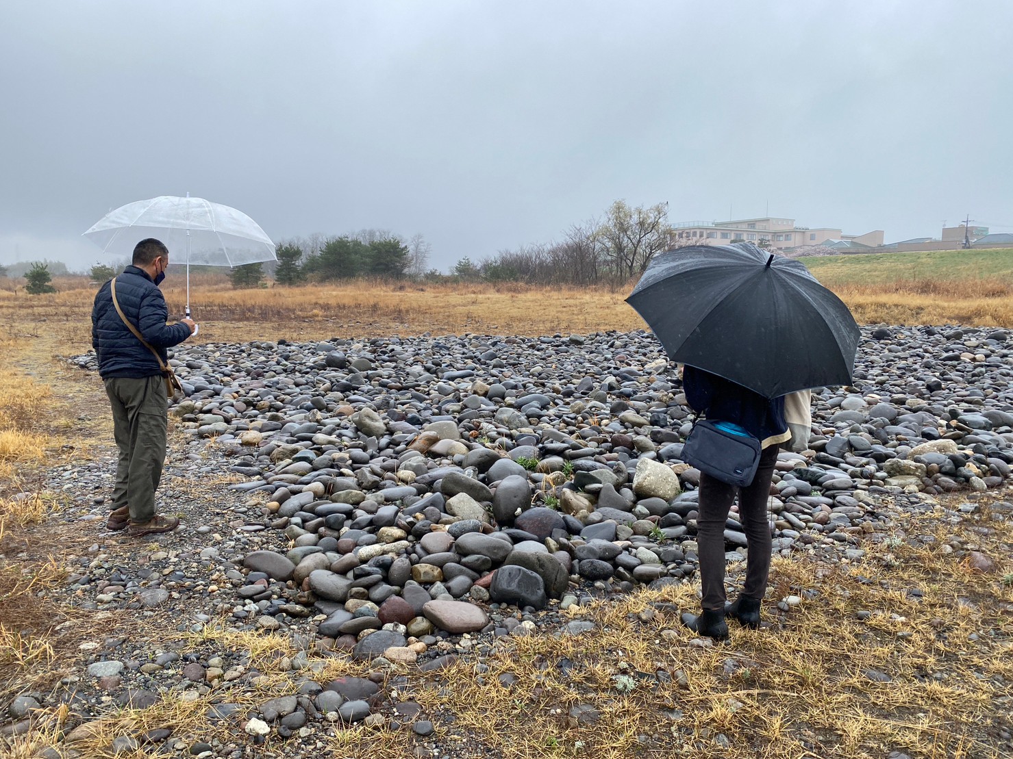 氏家大橋上流カワラノギク保全地の天地替え区間を視察