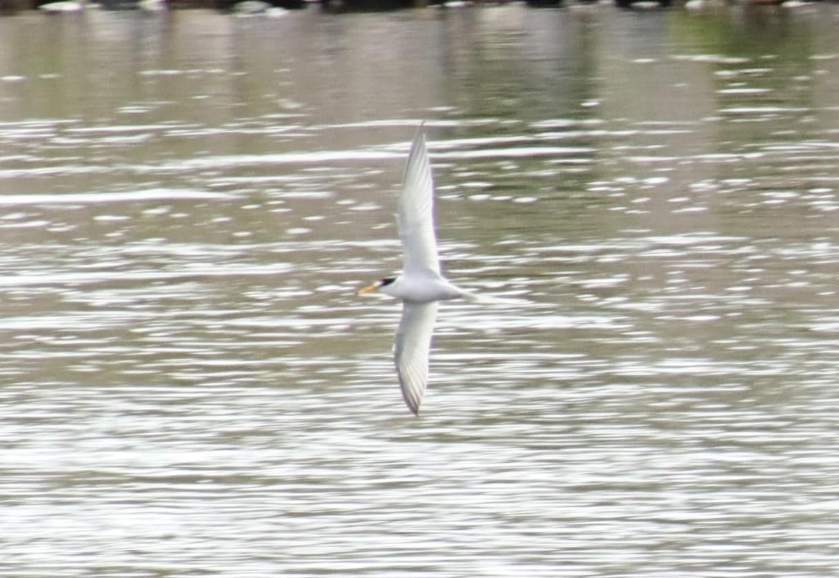 確認したコアジサシ１