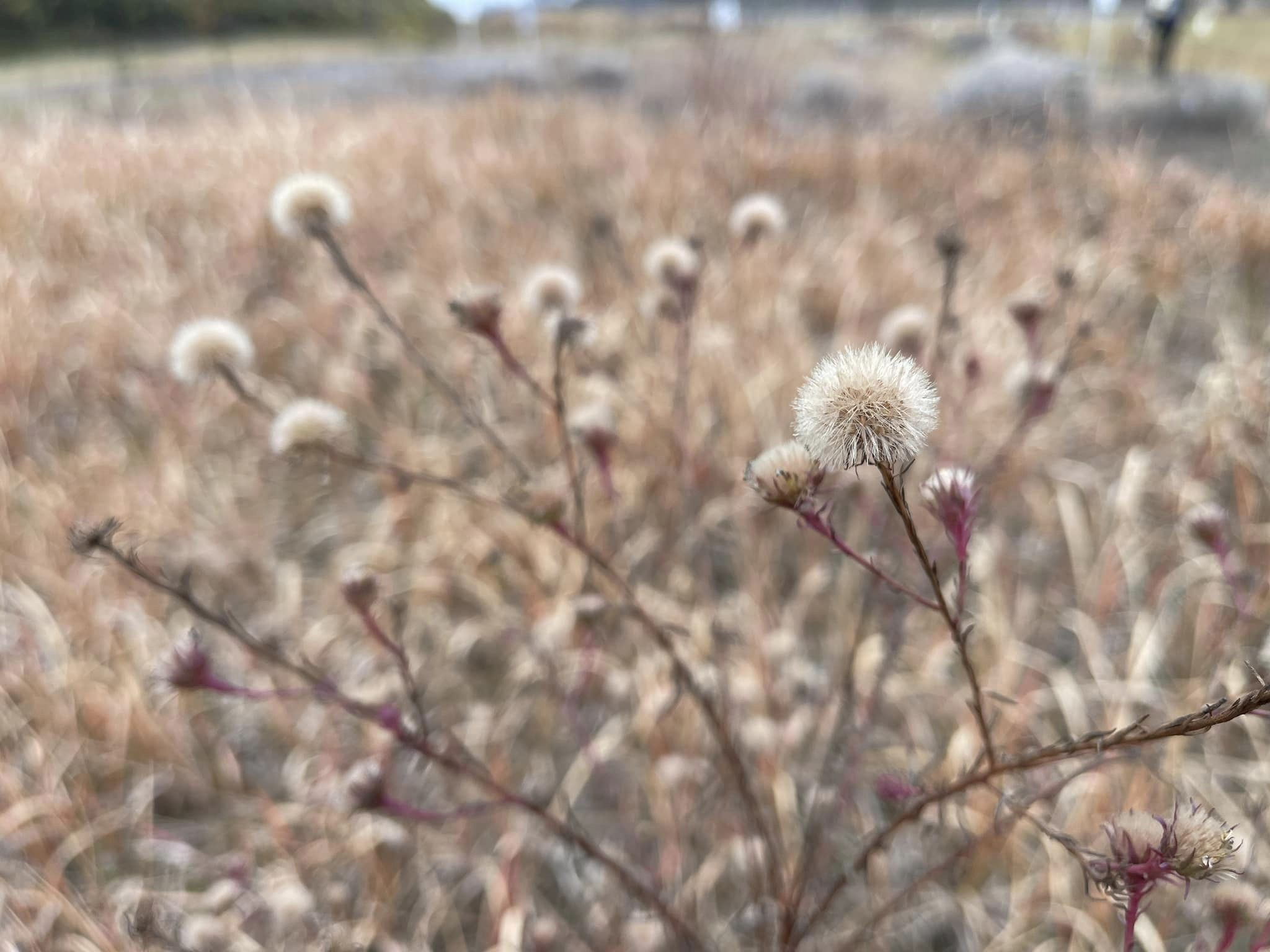見事に種子を着けたカワラノギク