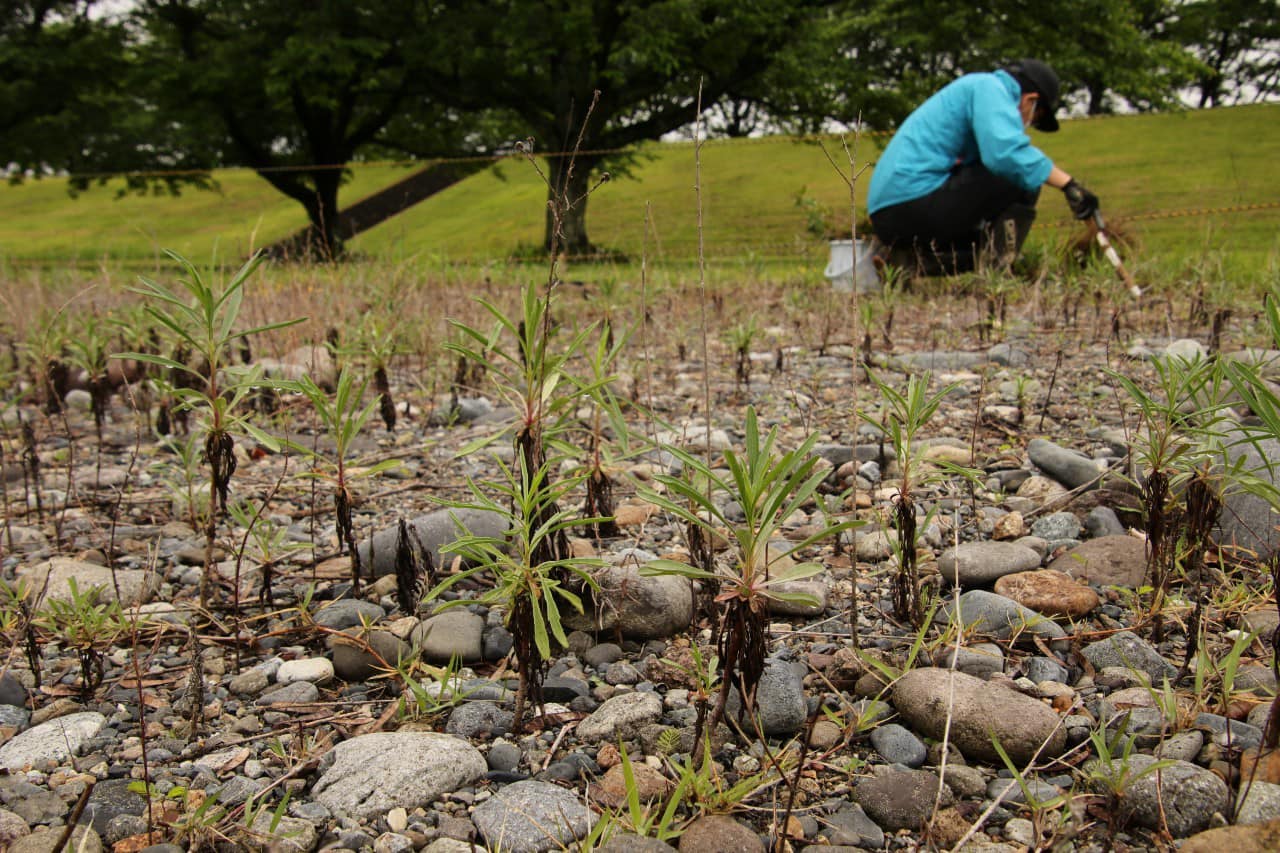たくさんのカワラノギクの間を除草