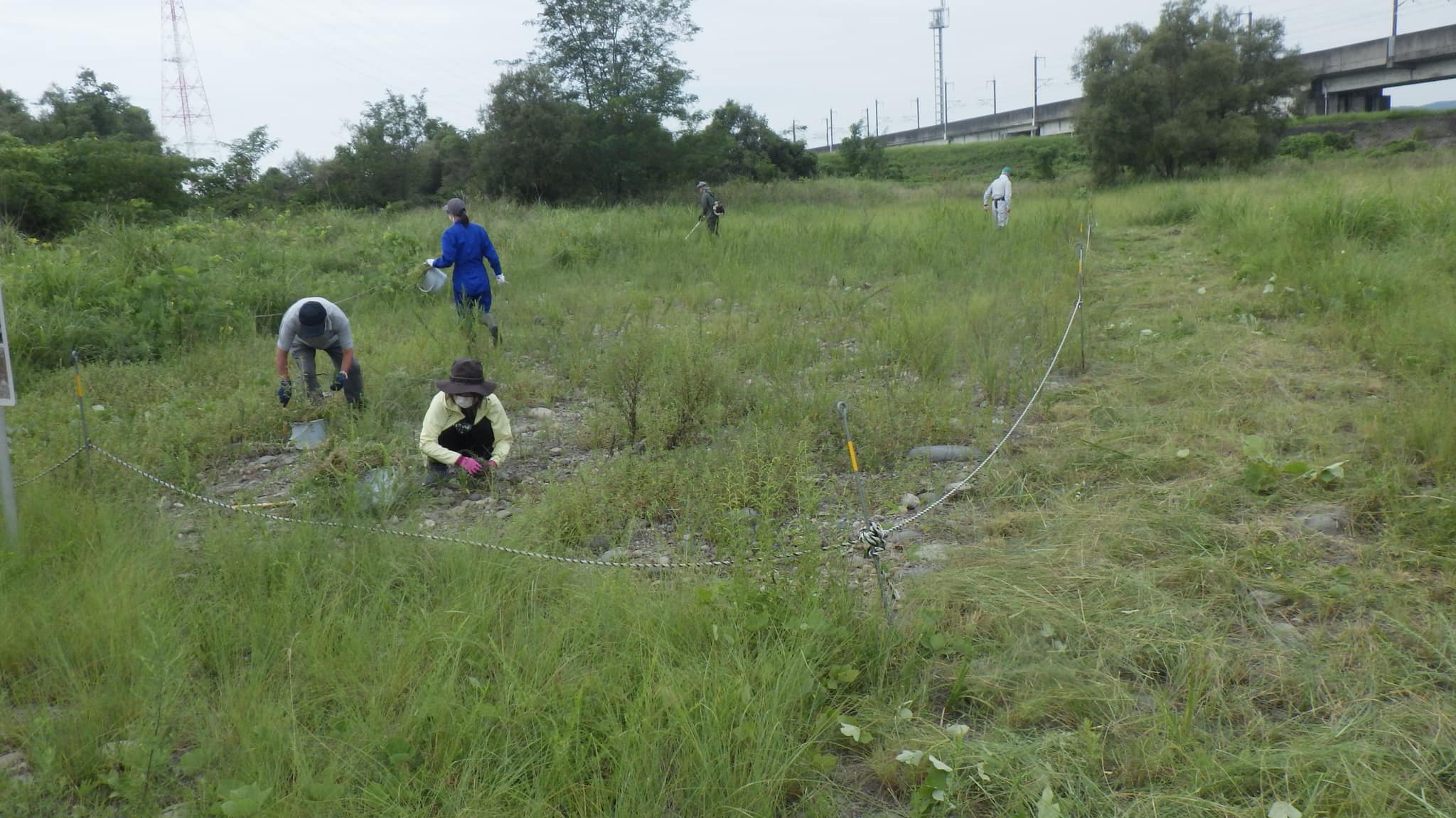 どんどん伸びる雑草との対決