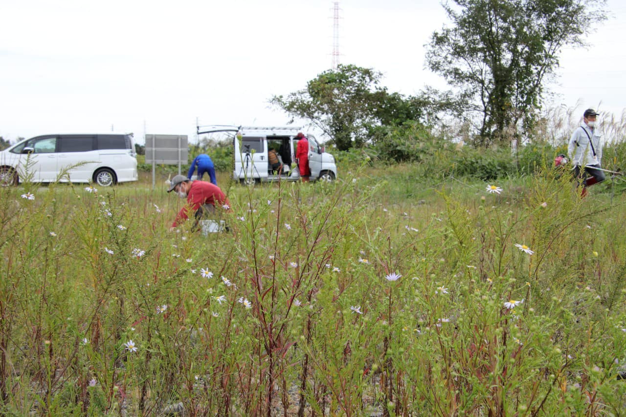 カワラノギクが咲き誇る中での除草