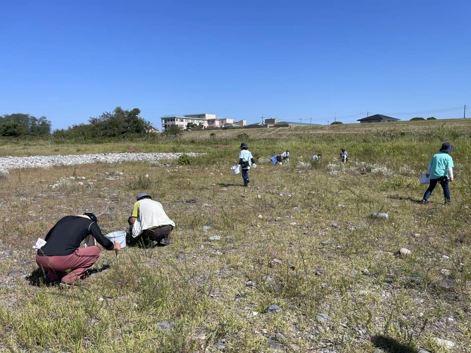 カワラノギクは不作でした