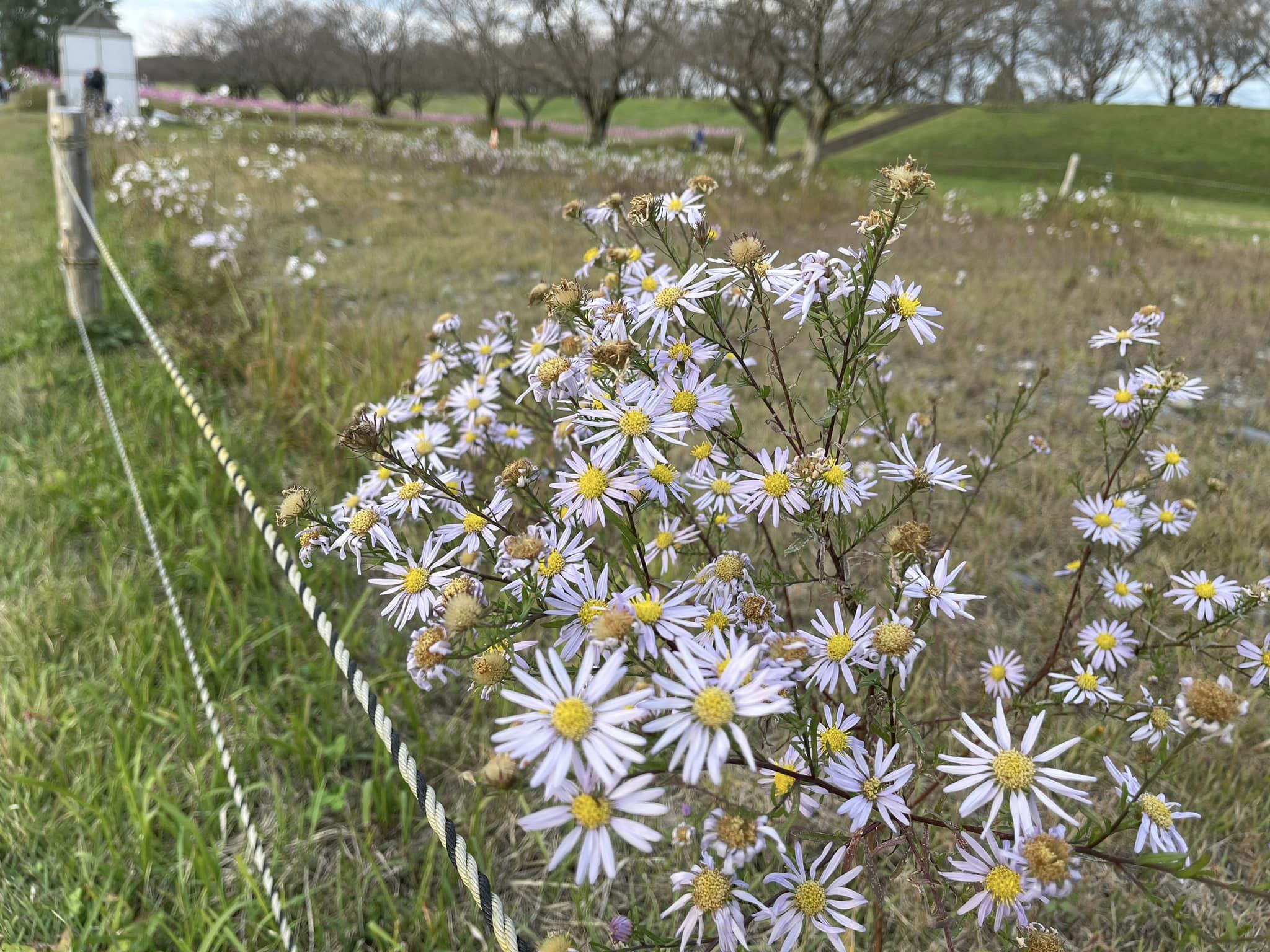 カワラノギク・１