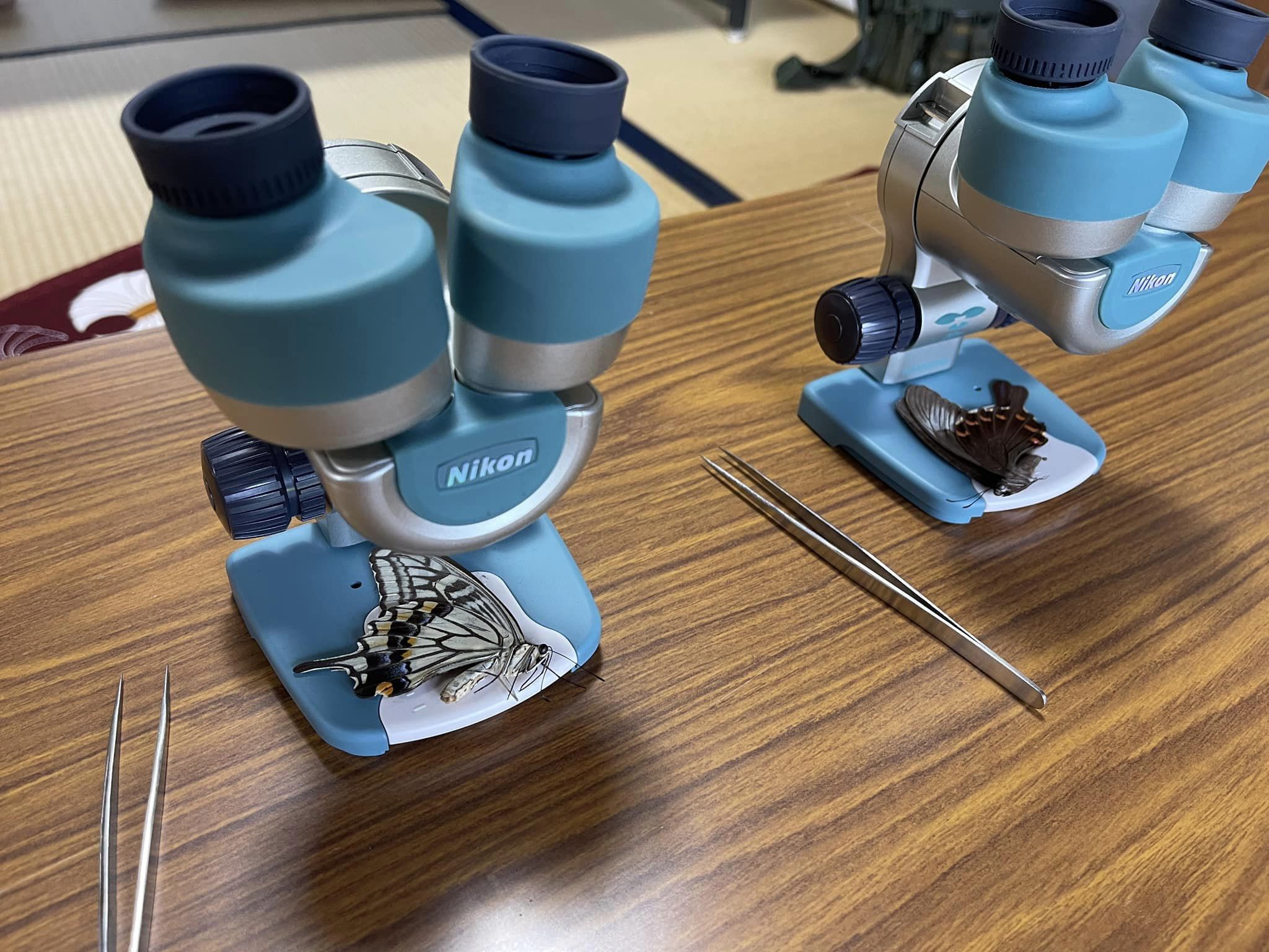 ファーブルを使って鱗粉観察