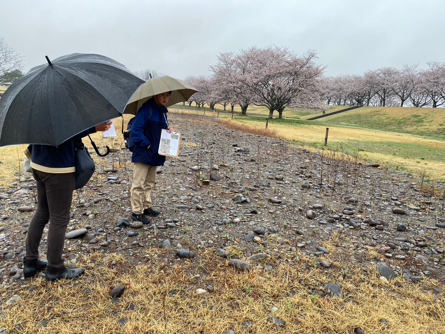 ミヤコグサ第2管理地を案内