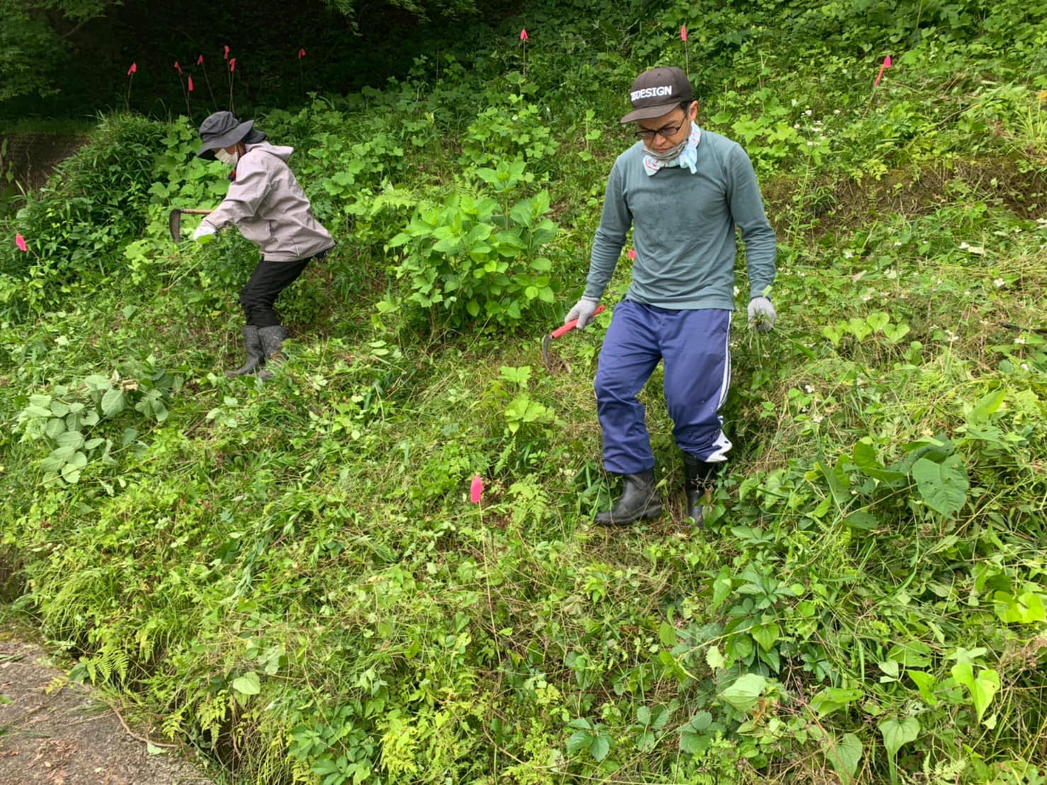 保全エリアの除草