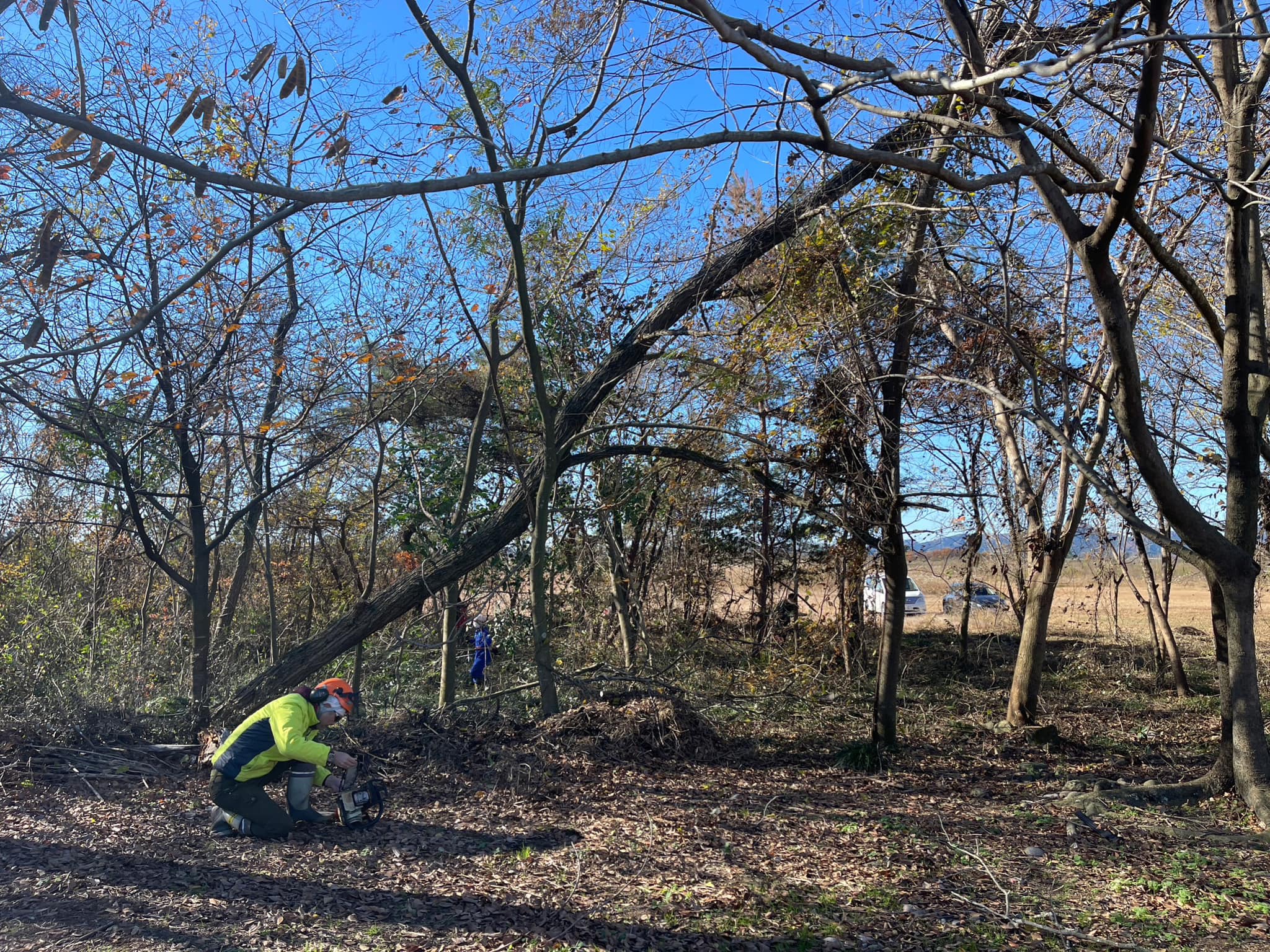 倒木の処理が問題