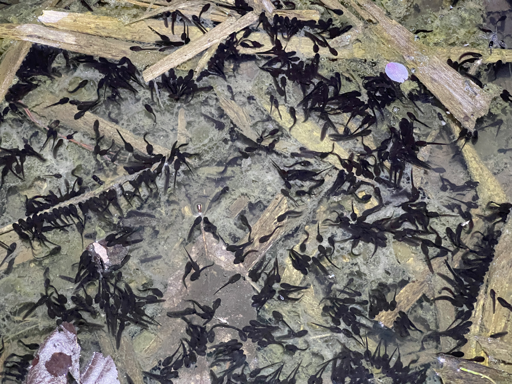 勝山公園ビオトープに放流した<br />アズマヒキガエル幼生