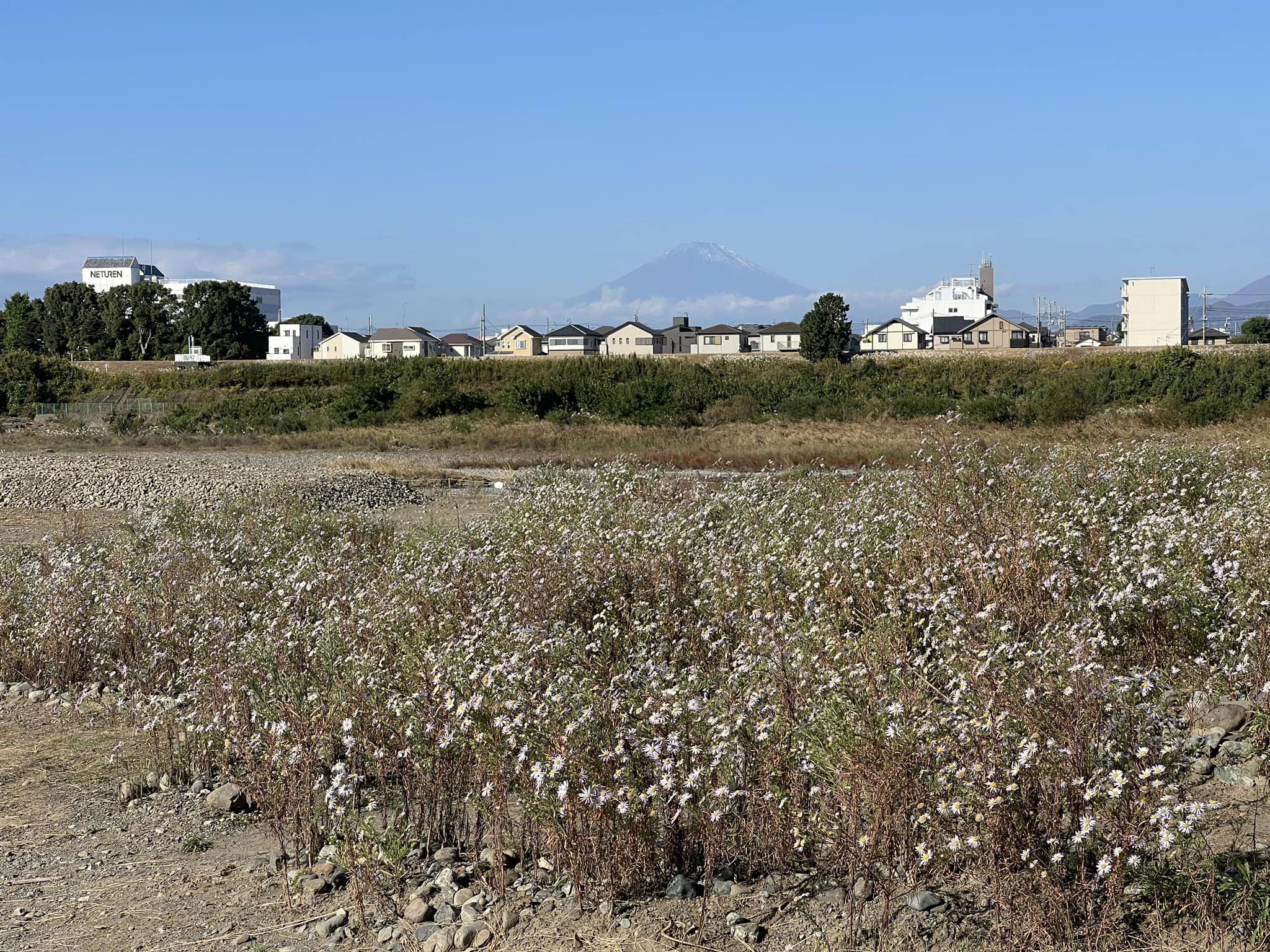 富士山を望む圃場