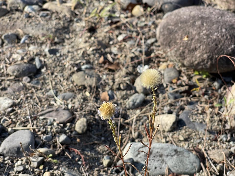 小さいながらも実をつけるカワラノギク