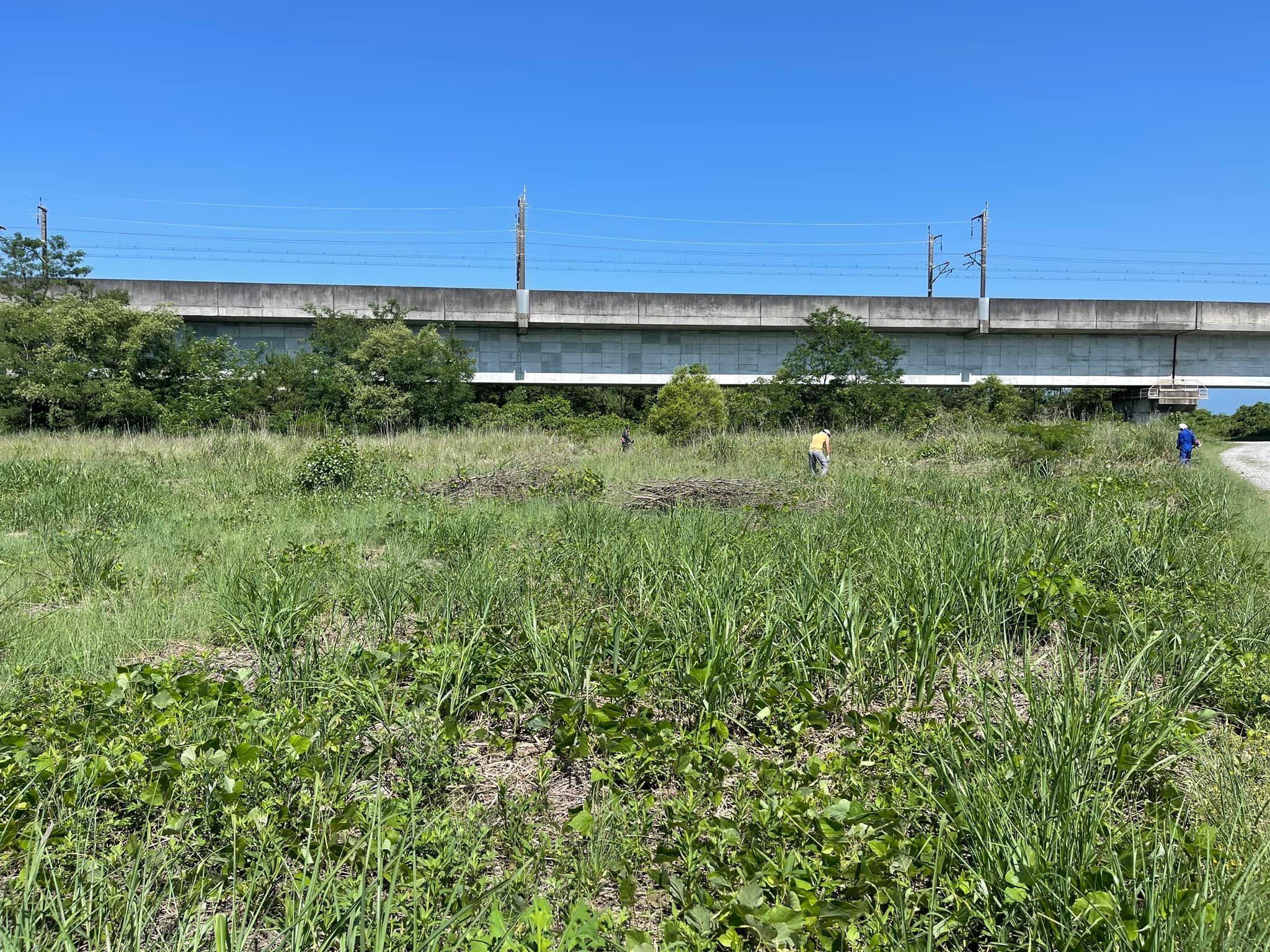 徐々に草丈が低くなってきた管理地周辺