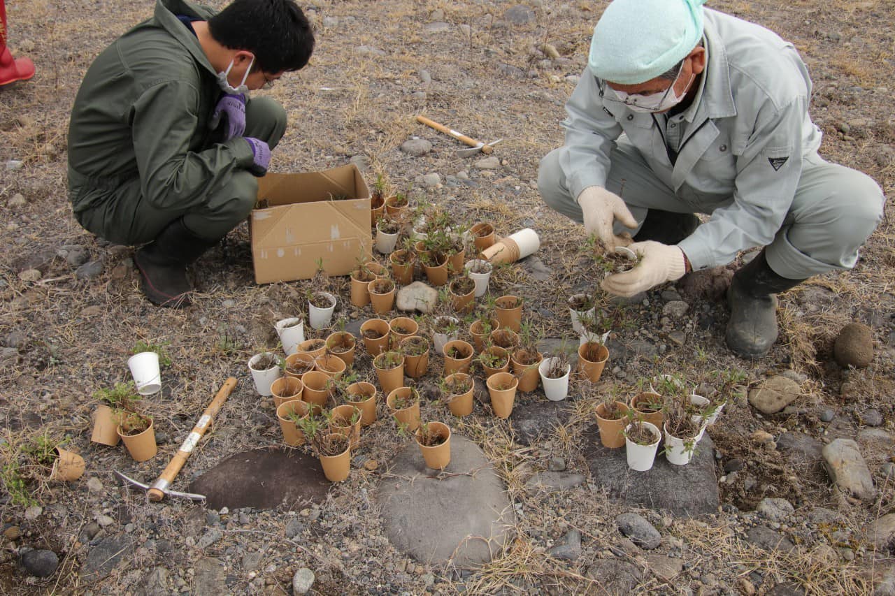 救出したカワラノギク