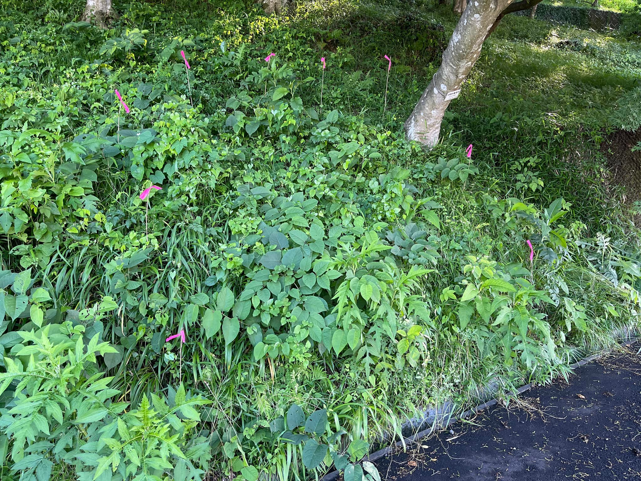 植物保全エリア