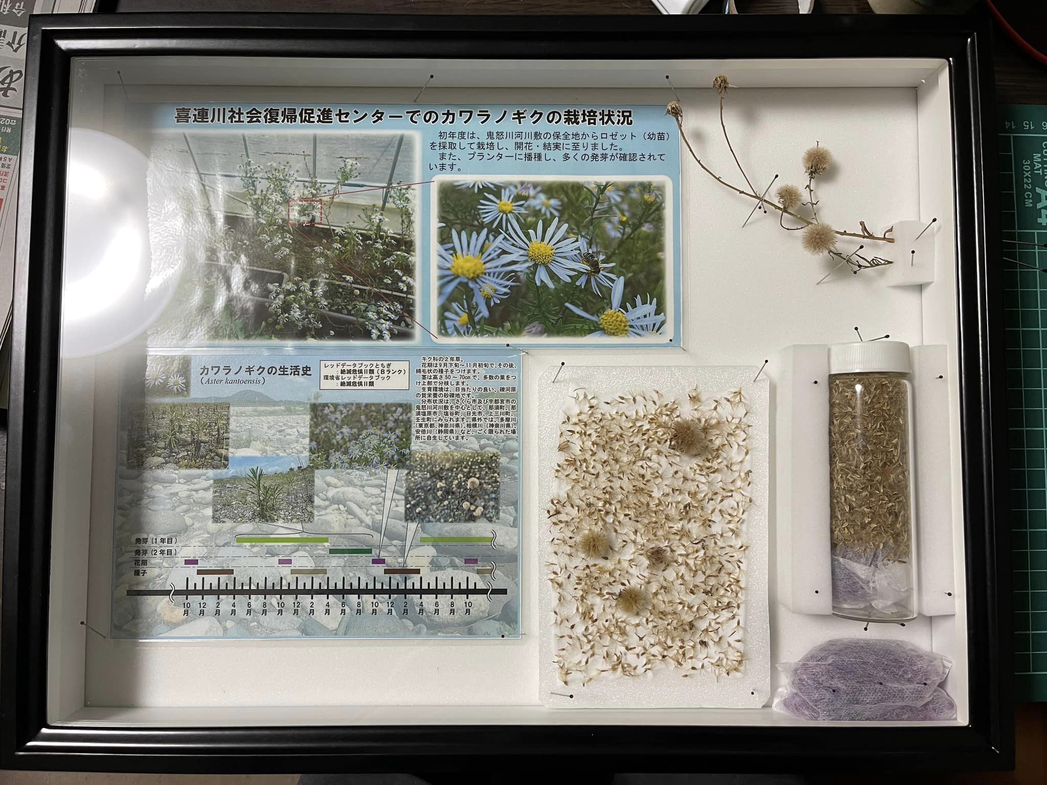 標本箱に入れました