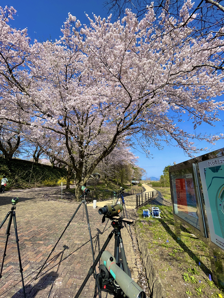 満開のソメイヨシノ