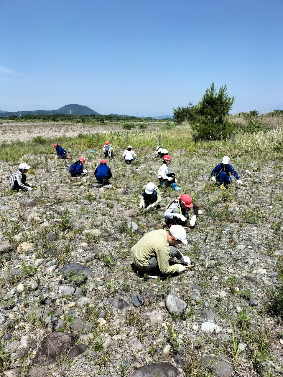 真剣に除草作業に取り組む１