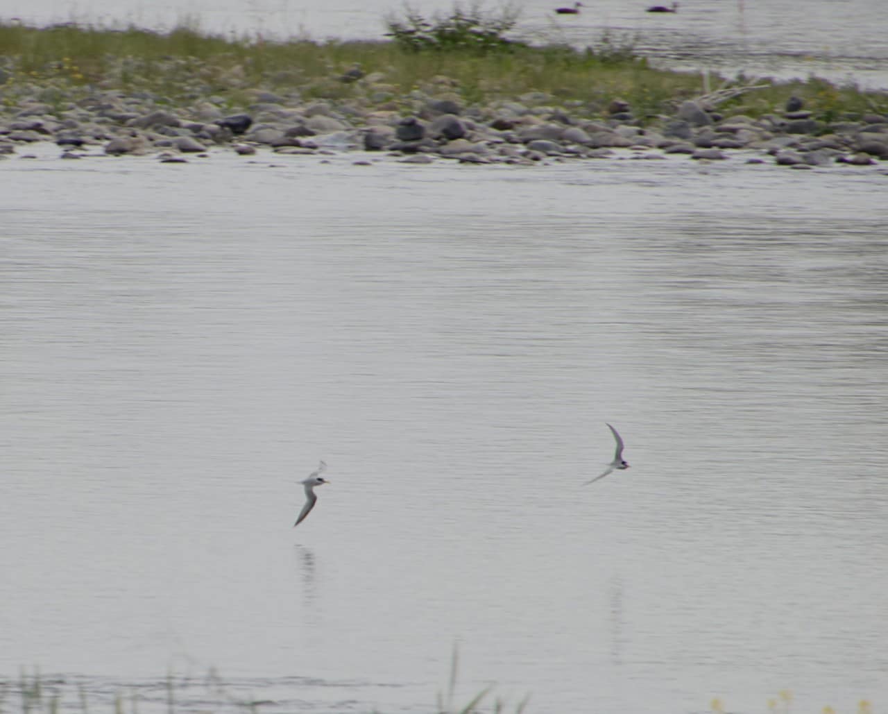 確認したコアジサシ２