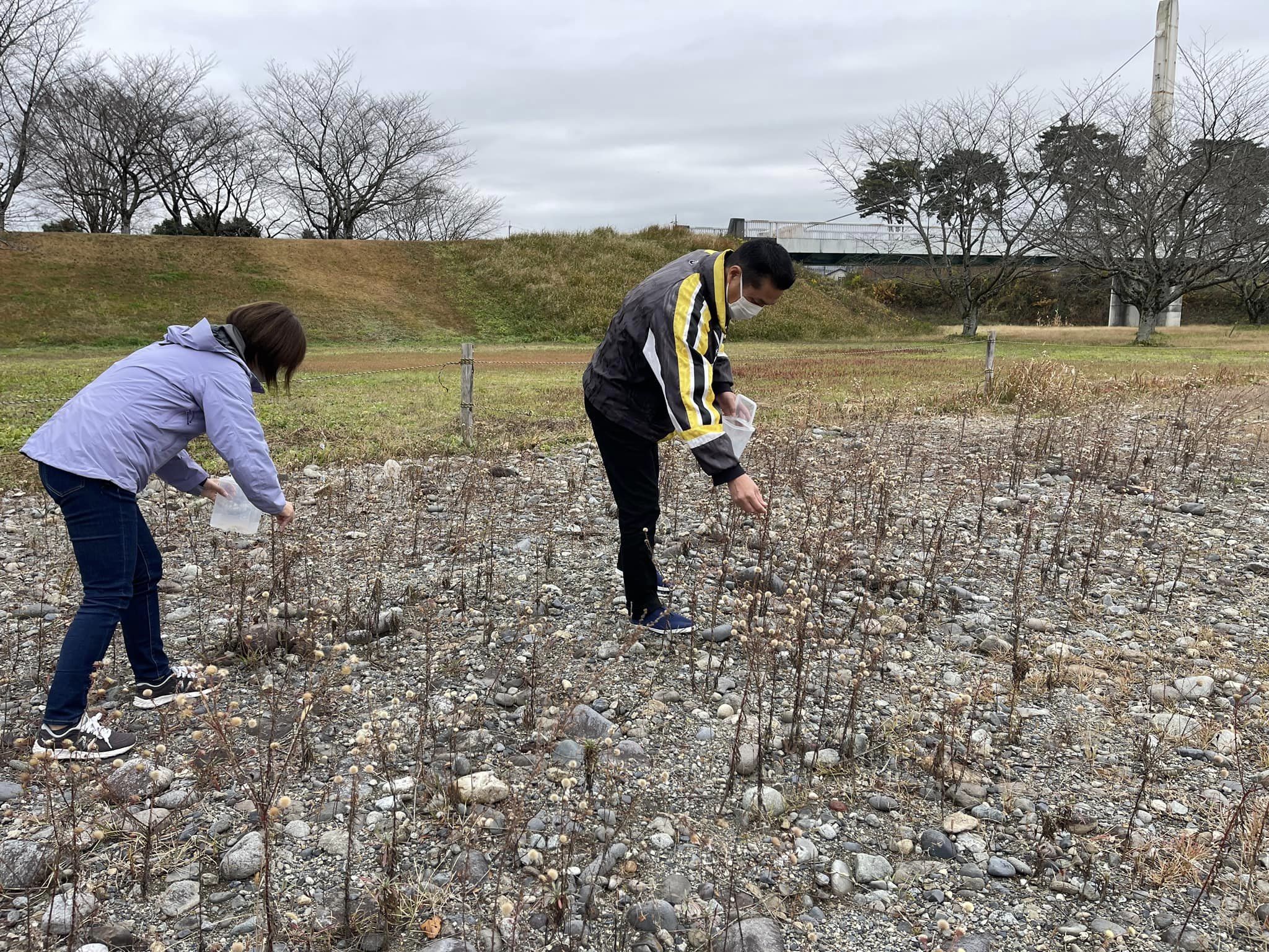 種子採取の状況