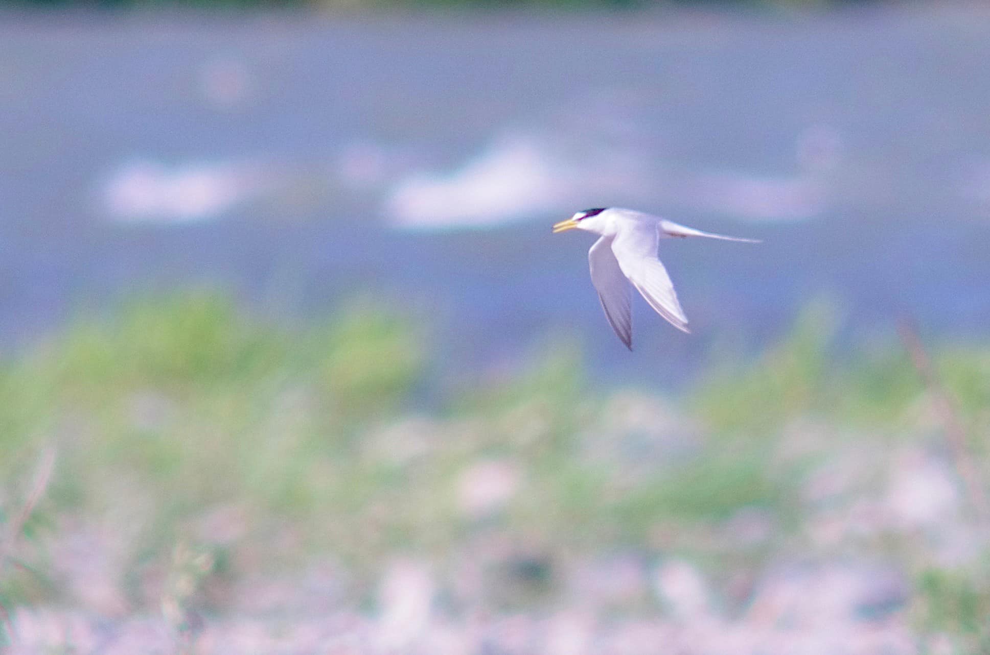 繁殖地を飛び回るコアジサシ１
