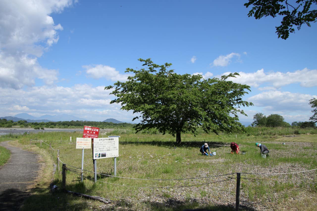 除草作業の様子