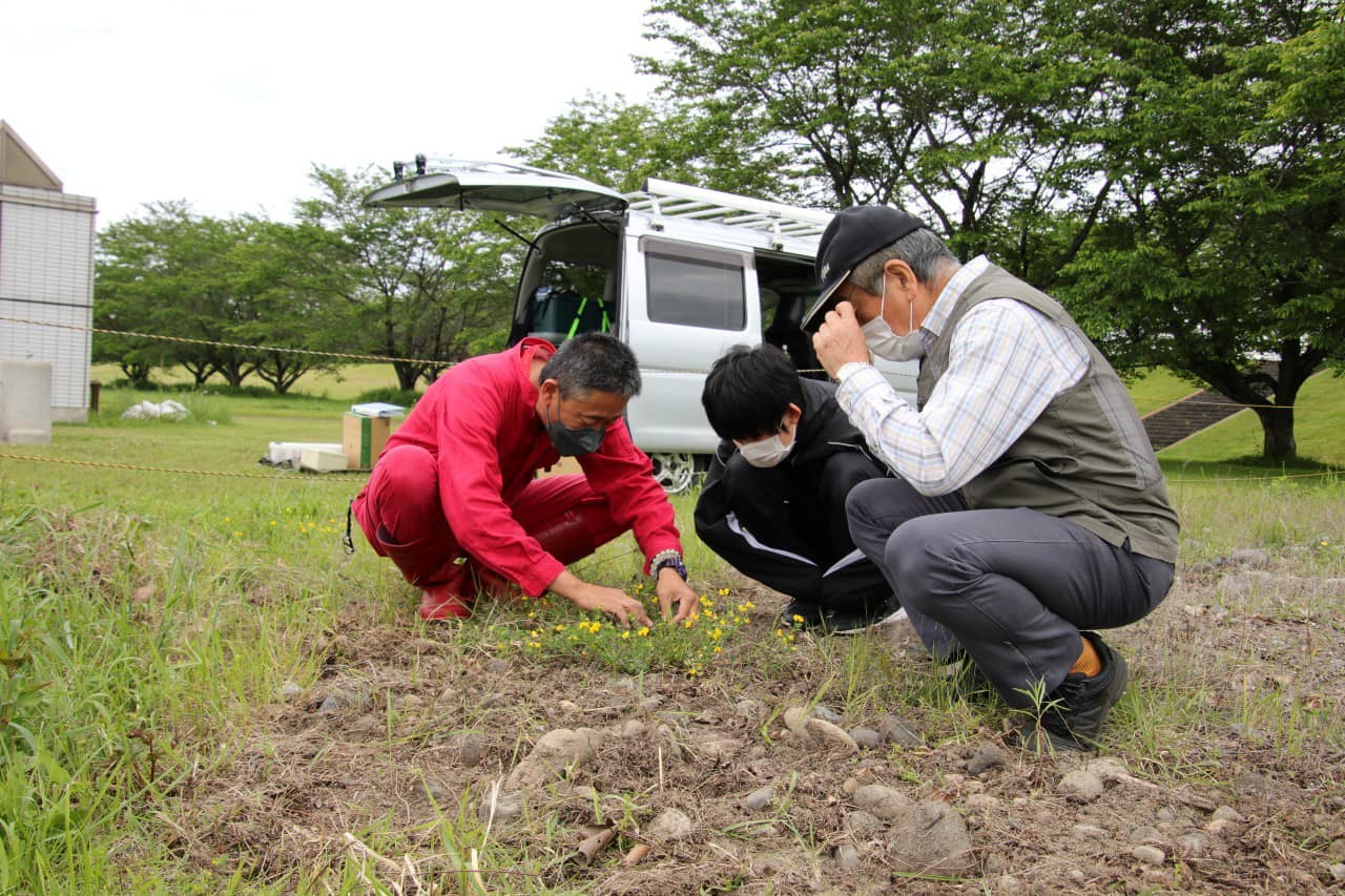 除草前のミヤコグサの観察