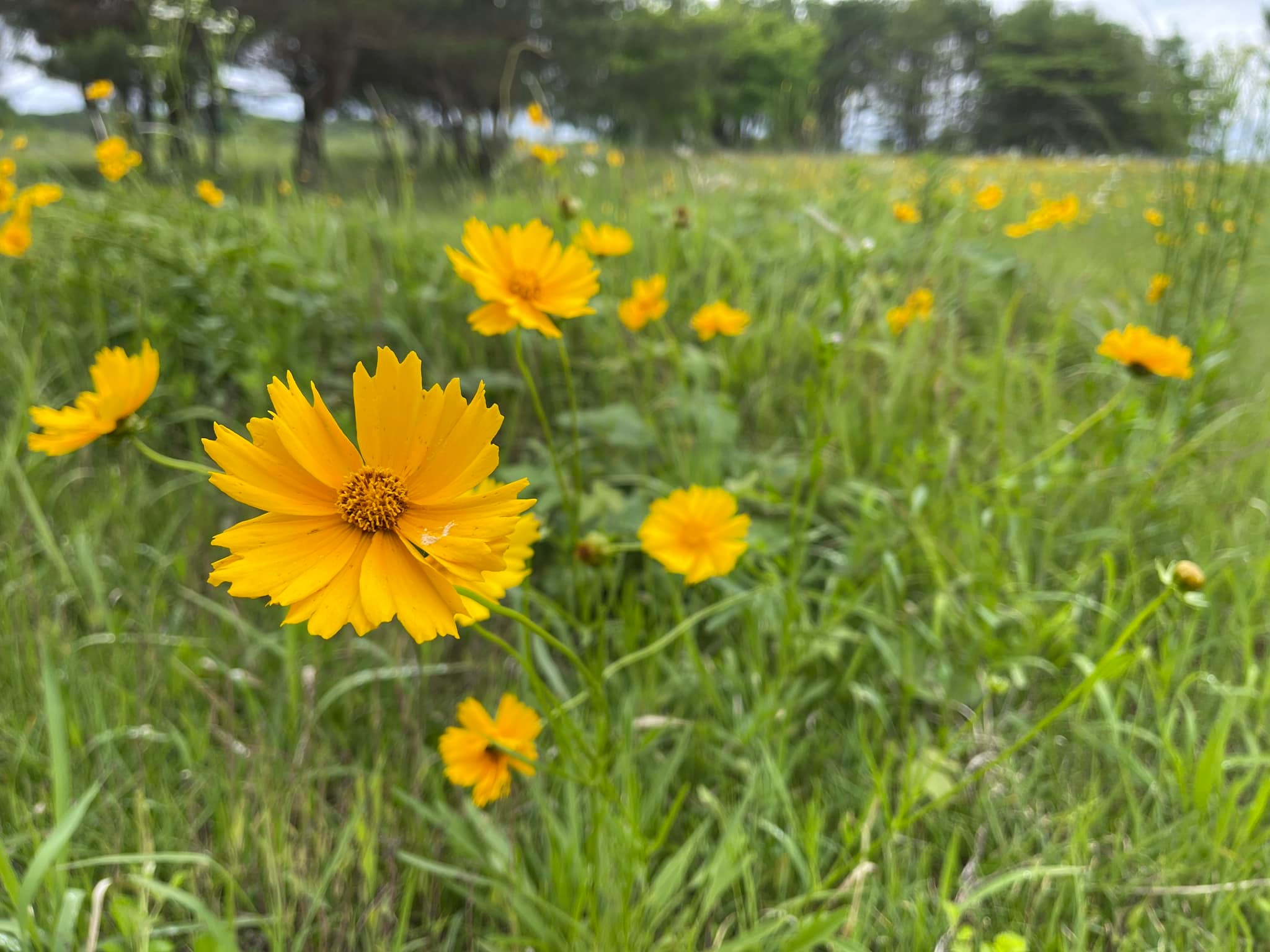 駆除対象のオオキンケイギク