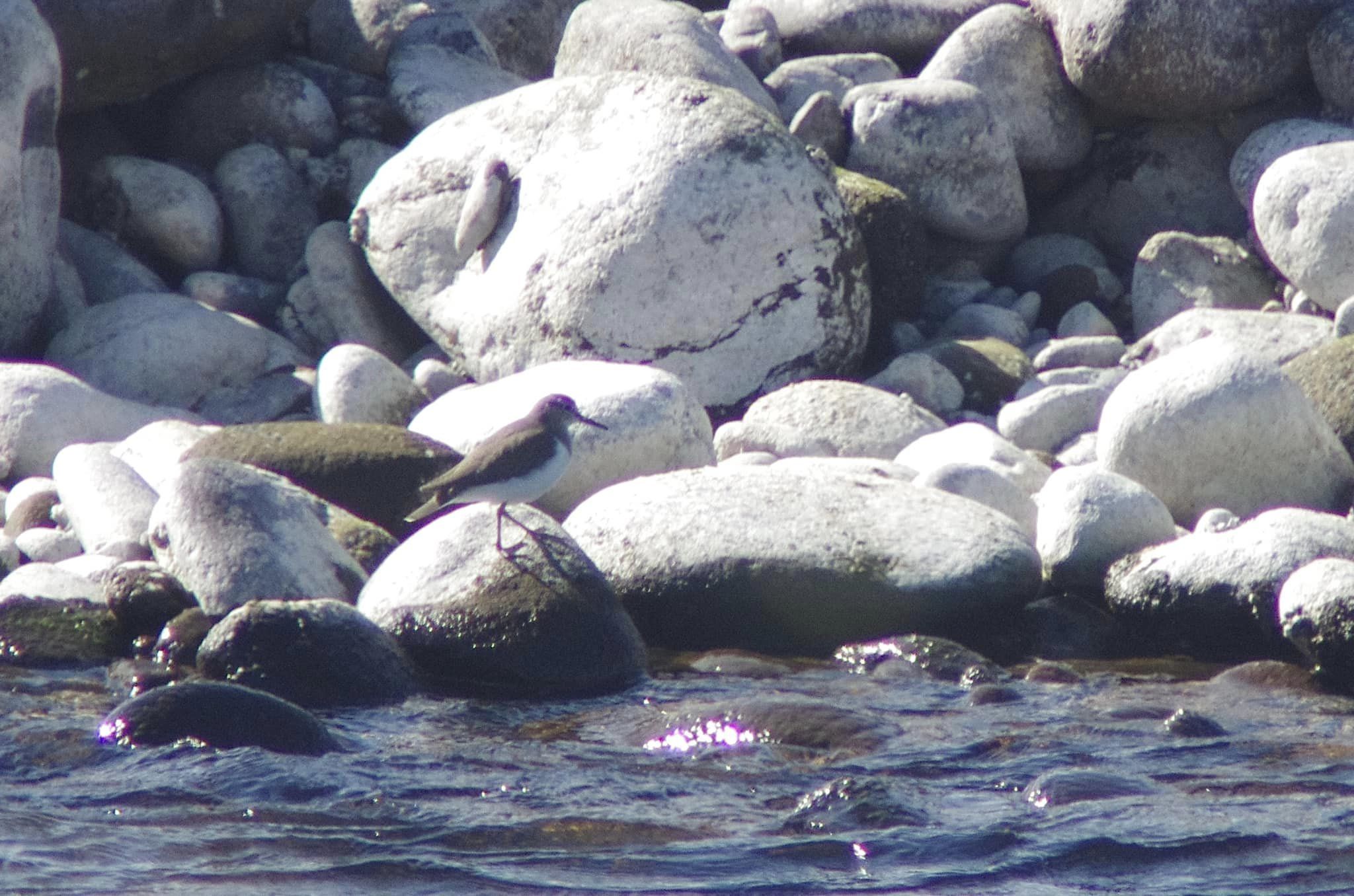 イソシギが採餌していました