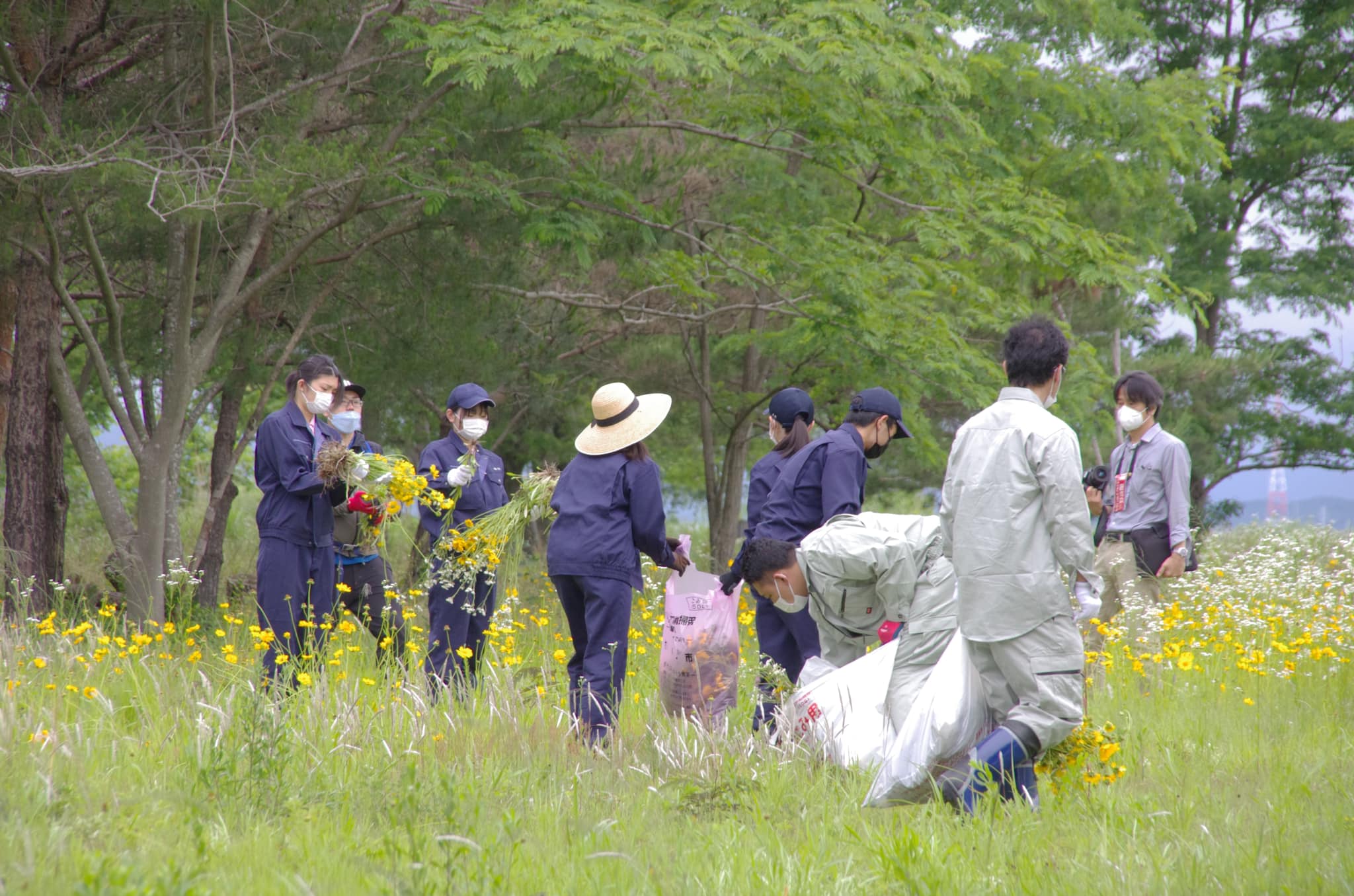オオキンケイギクを抜き取る参加者