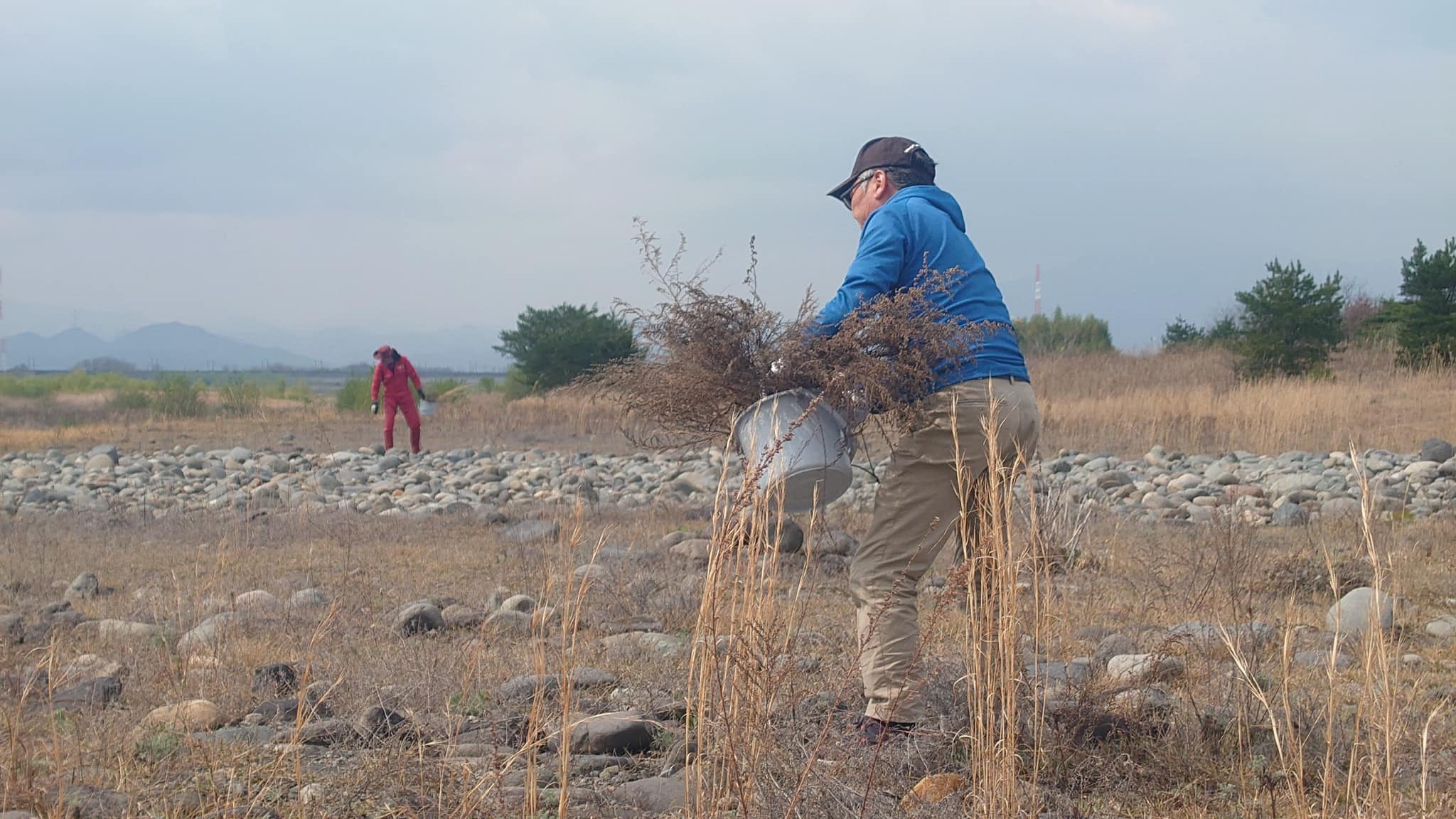 カワラノギクだけではないため量が多い