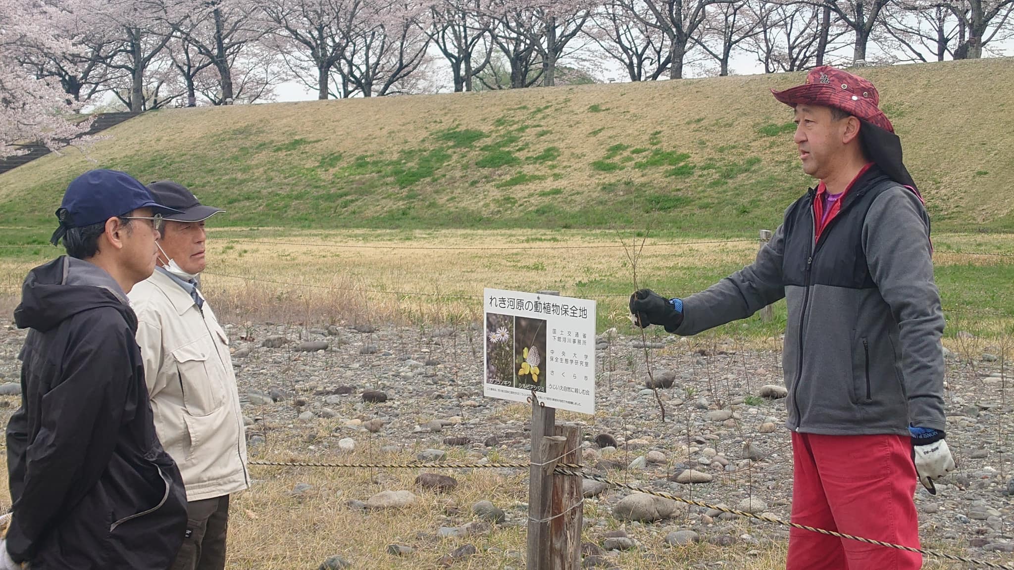 カワラノギクの説明