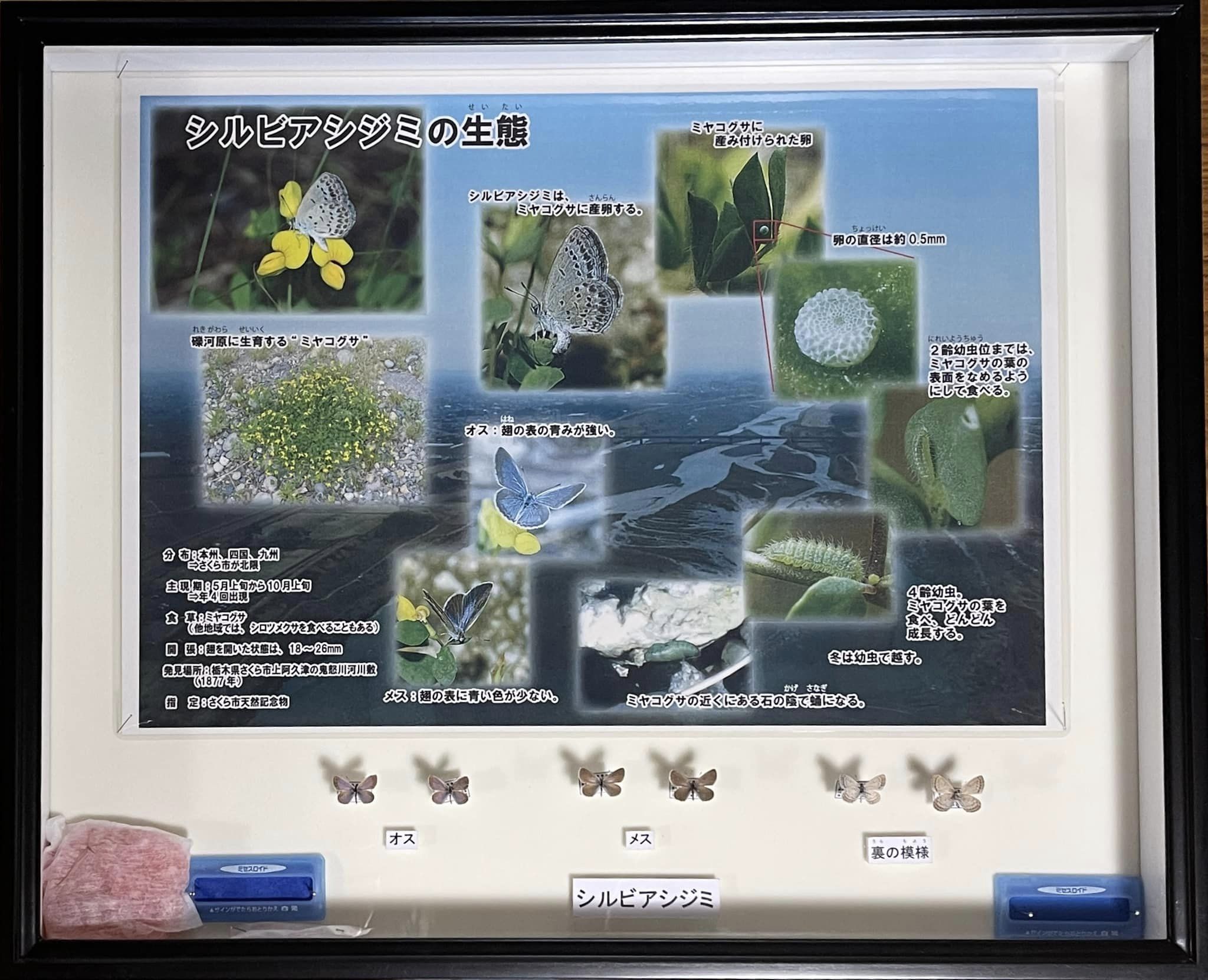 シルビアシジミの標本