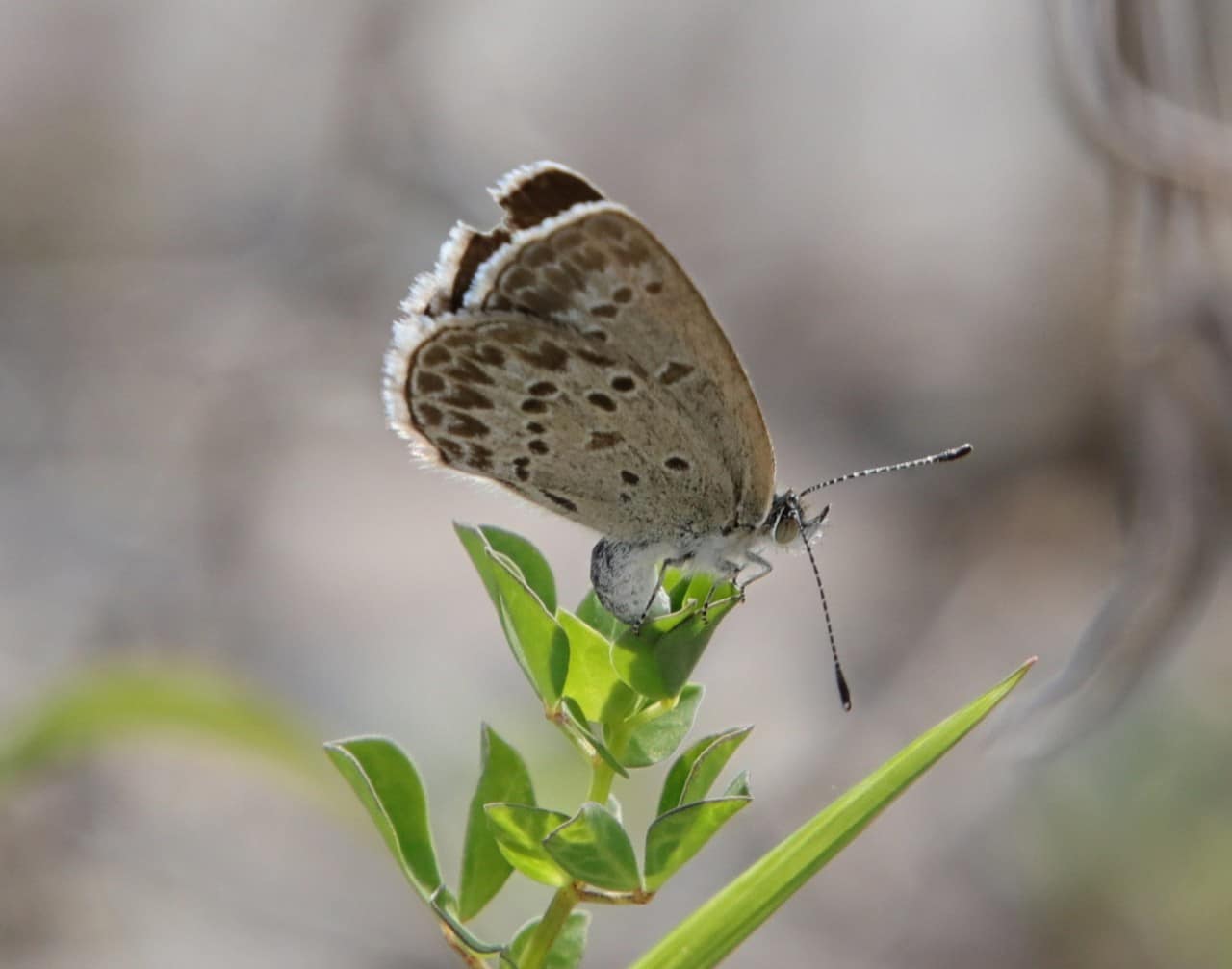 シルビアシジミの産卵