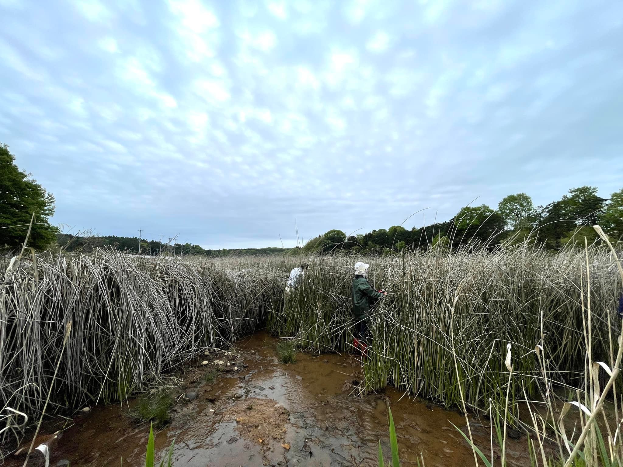 フトイ群落の状況