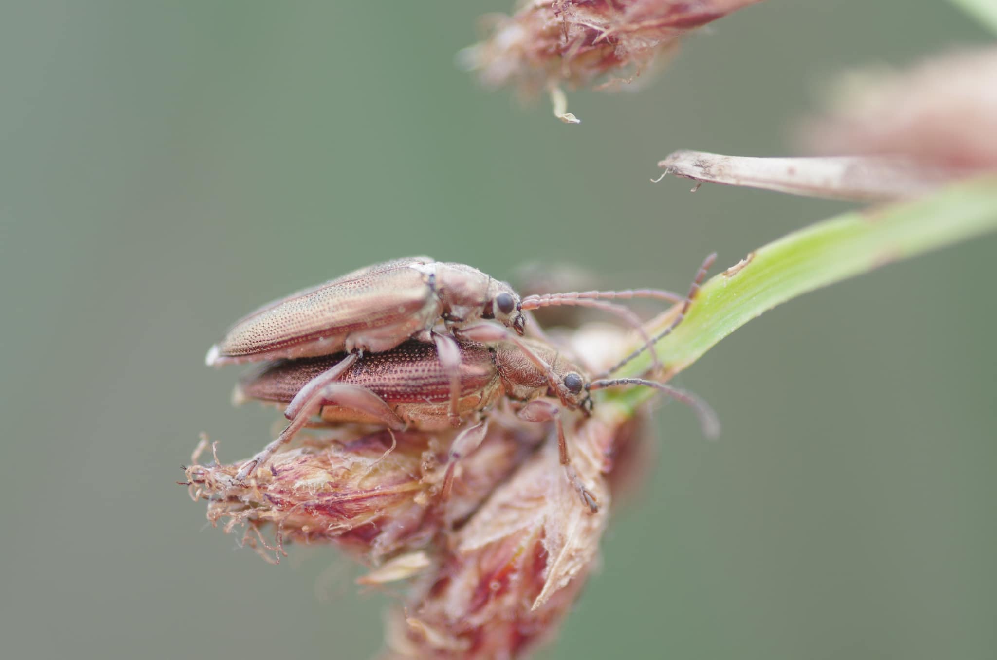 ペアリング個体１