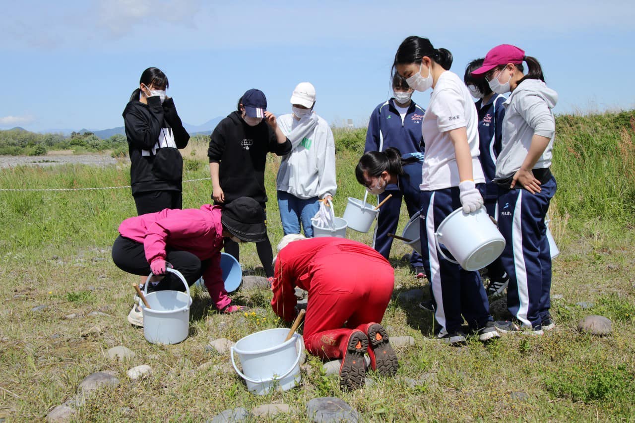 ミヤコグサに飛来したシルビアシジミの観察