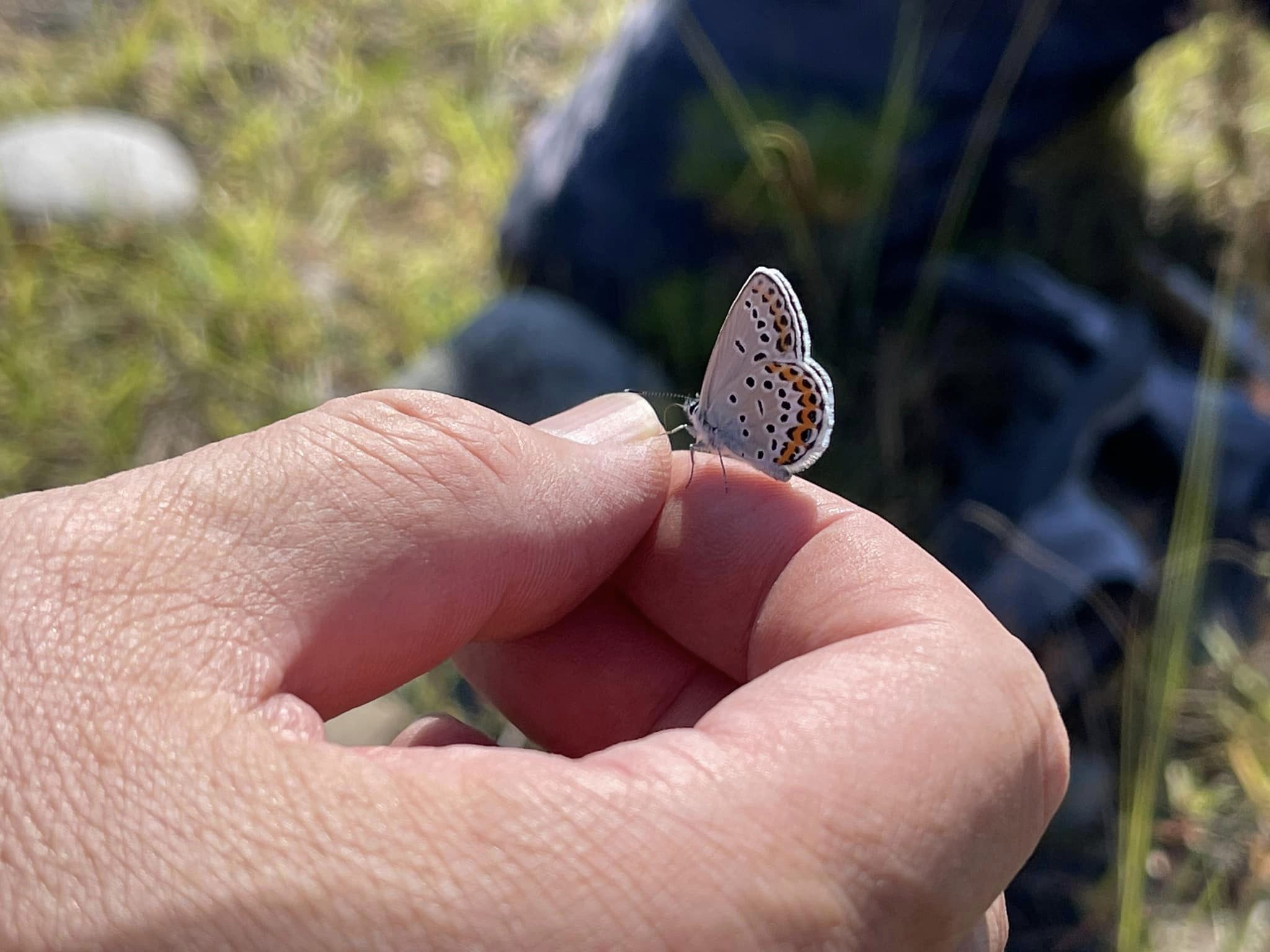 ミヤマシジミが遊んでくれました