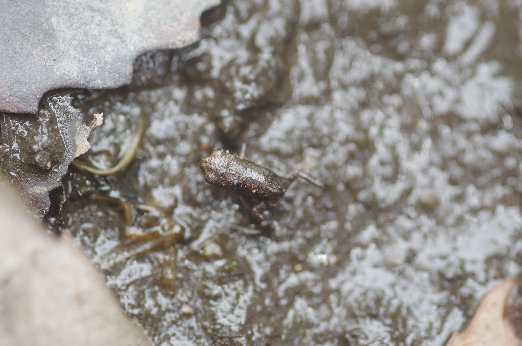 上陸したアズマヒキガエル