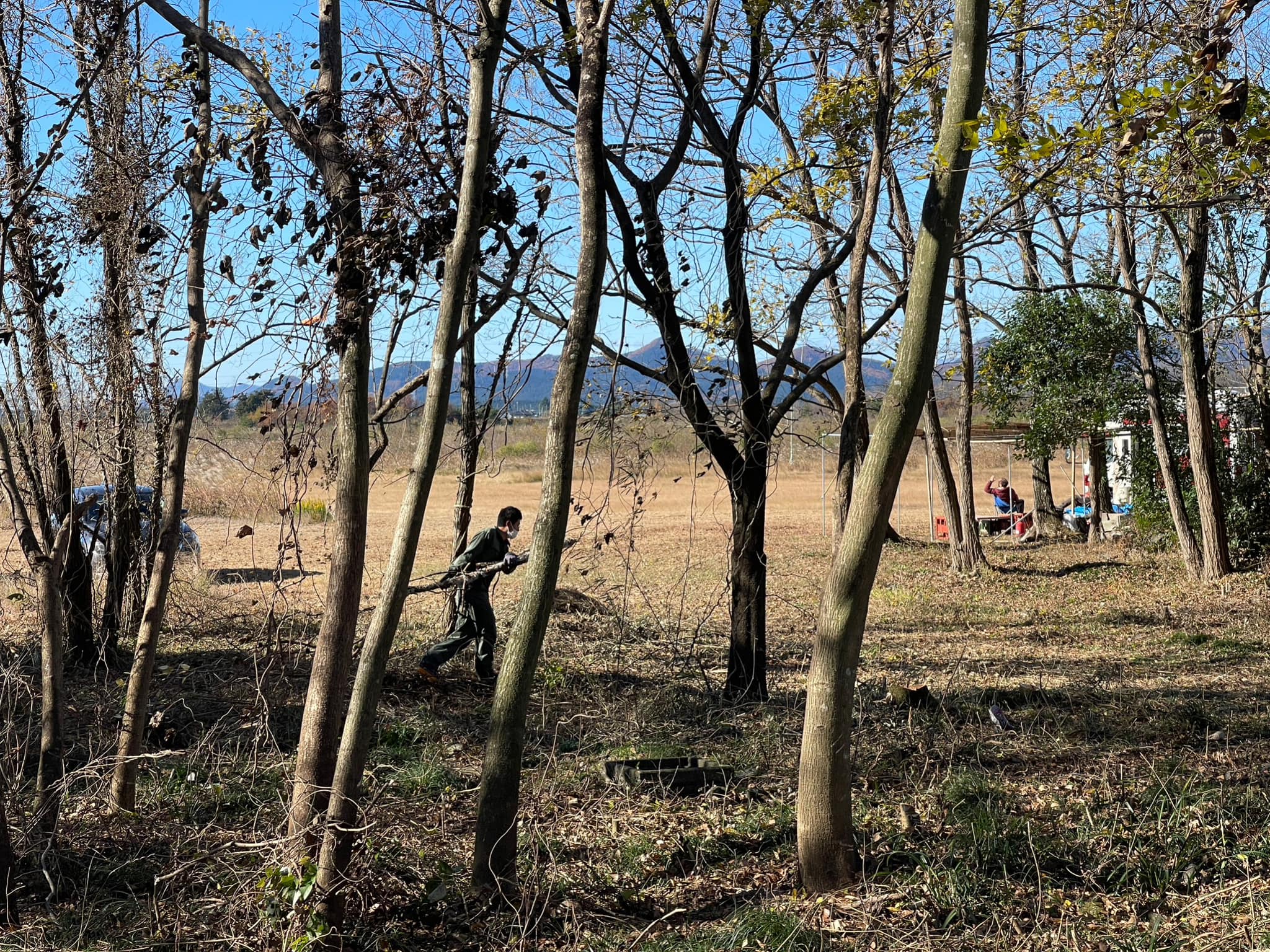 倒した木を森から出すのが一苦労