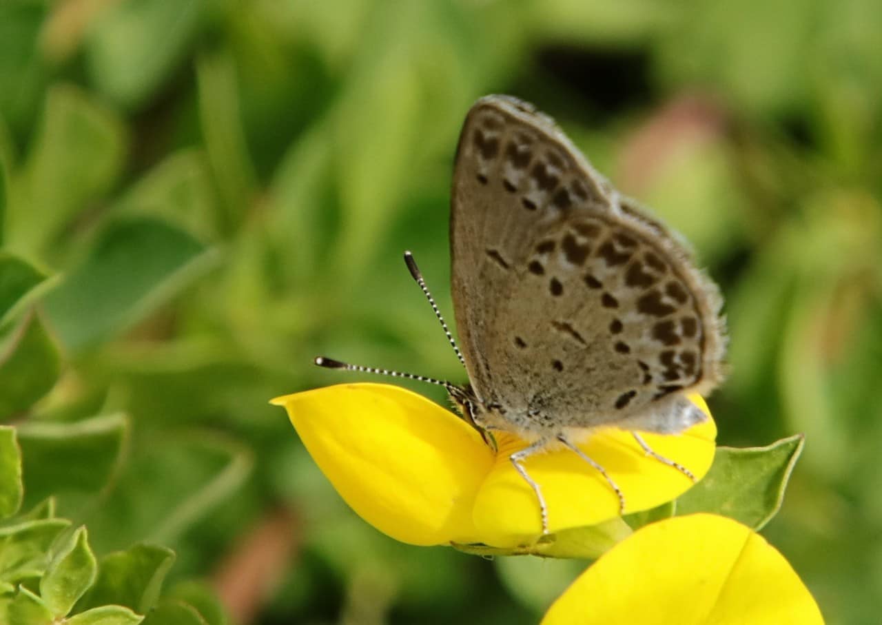 吸蜜するシルビアシジミ