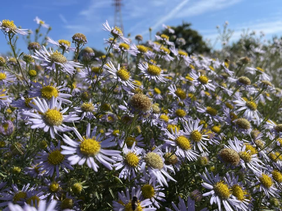 咲き誇るカワラノギク・１