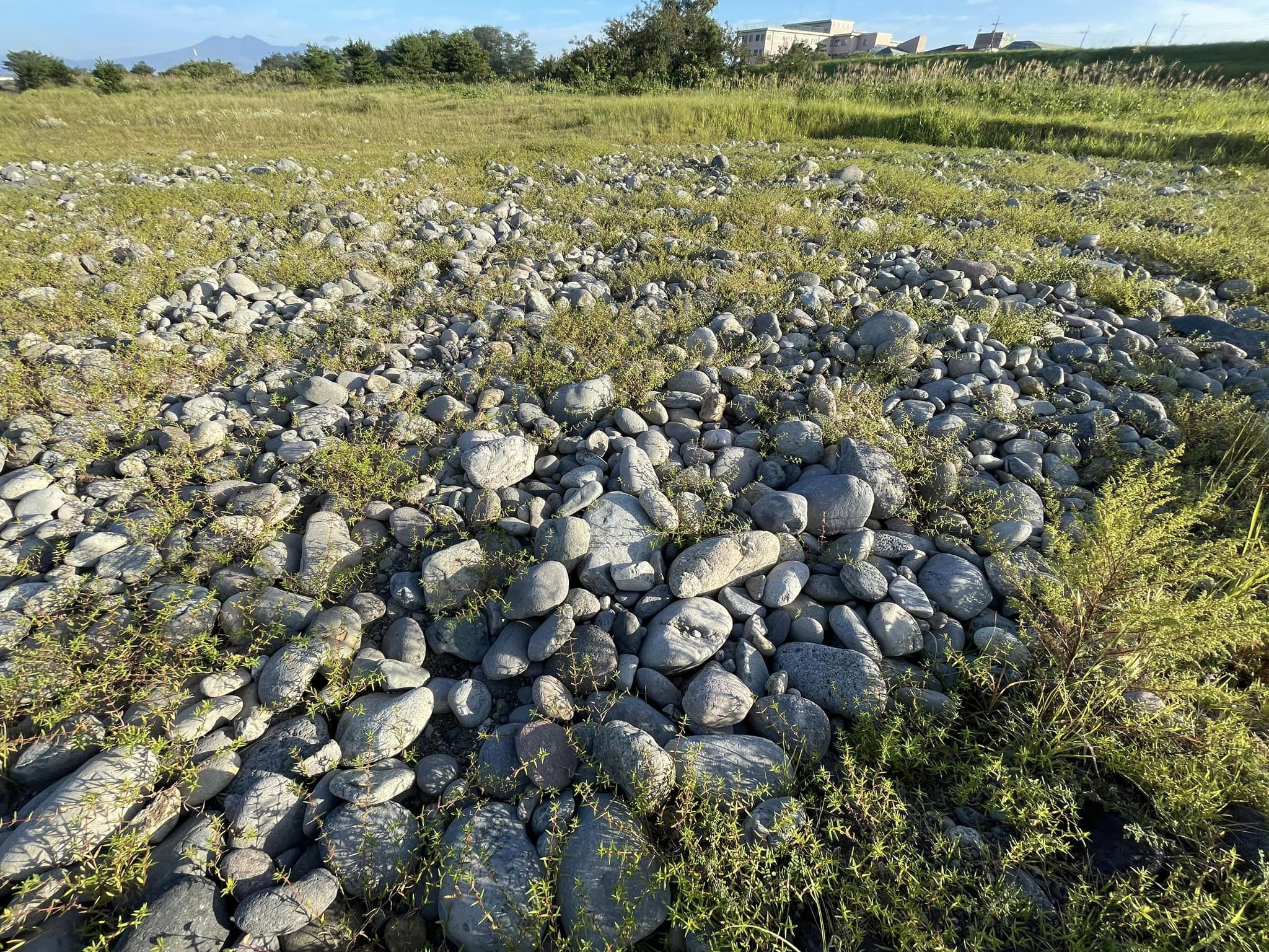 国交省による天地替え区間にも多くのオオフタバムグラ