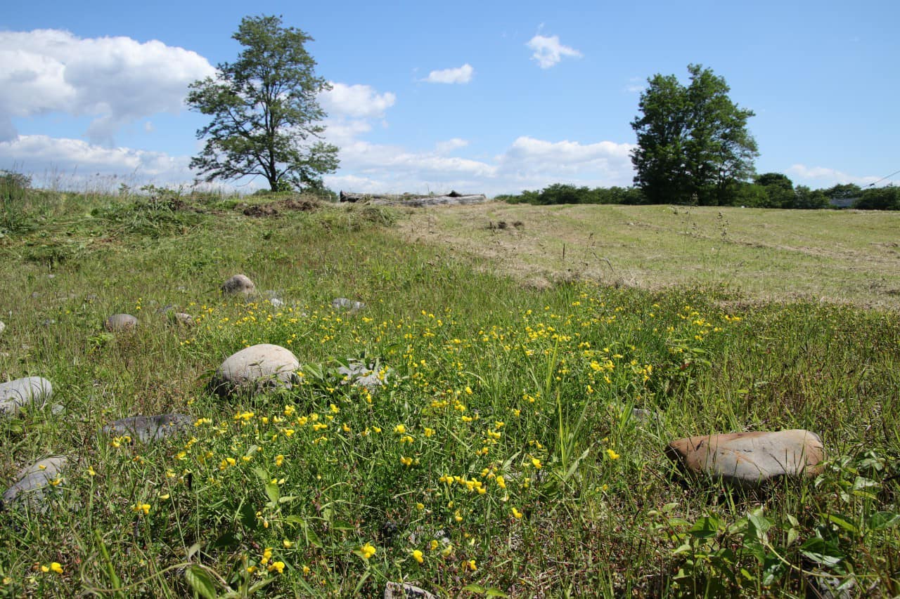 増えつつあるミヤコグサ