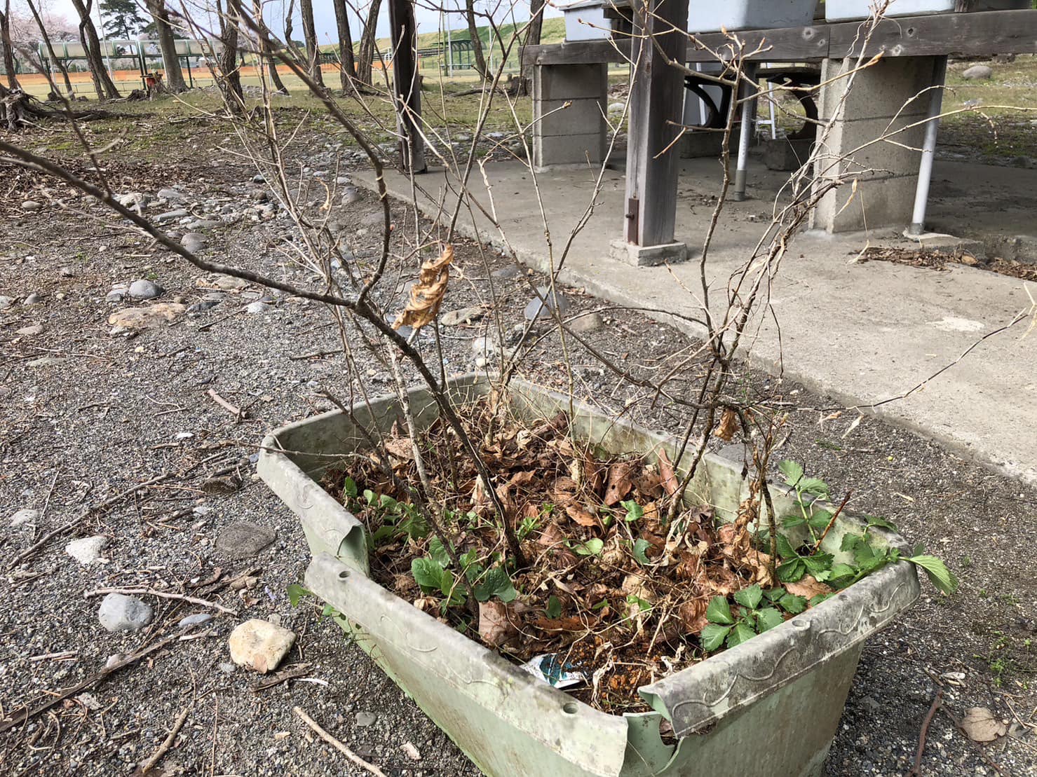 定植したクヌギの苗